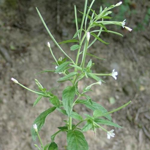 Épilobe rosée (Epilobium roseum) © H. TINGUY