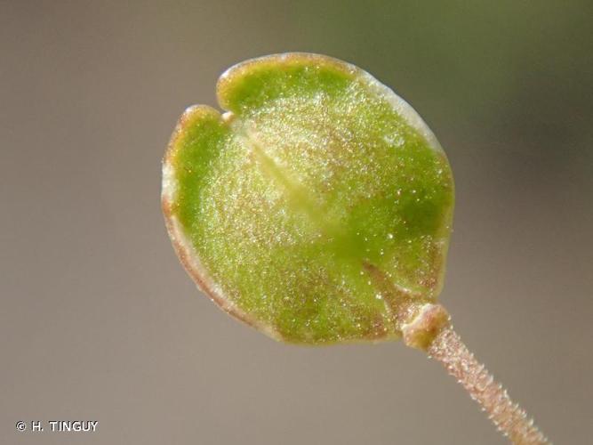 Passerage de Virginie (Lepidium virginicum) © H. TINGUY