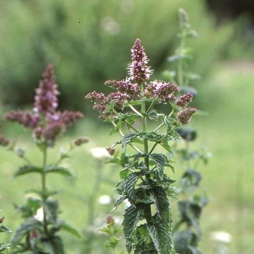 Menthe poivrée (Mentha x piperita) © O. Escuder