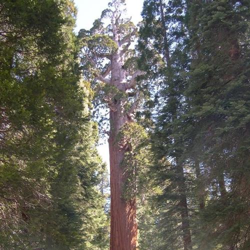 Séquoia géant (Sequoiadendron giganteum) © O. Escuder
