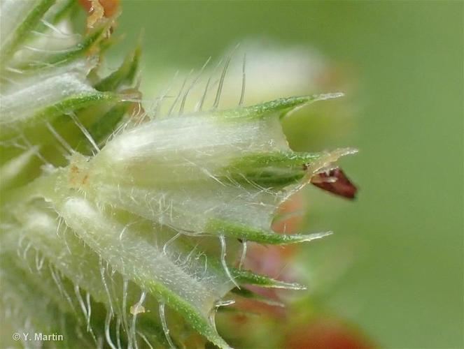 Fléole des prés (Phleum pratense) © Yoan MARTIN