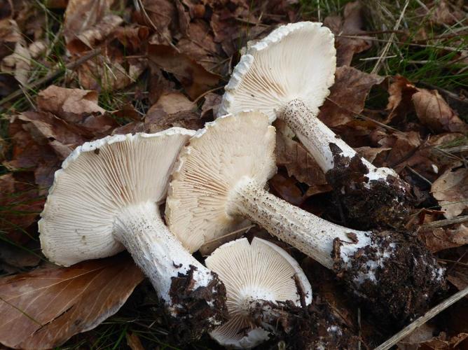 Melanoleuca verrucipes © Abbaye de la Trappe