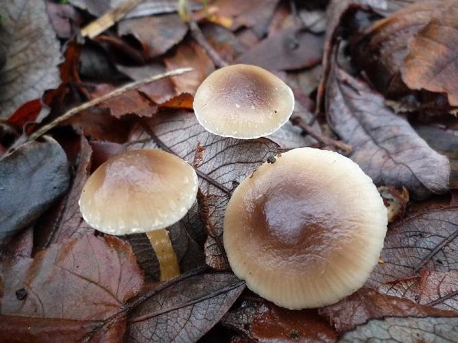 Meottomyces dissimulans © Abbaye de la Trappe