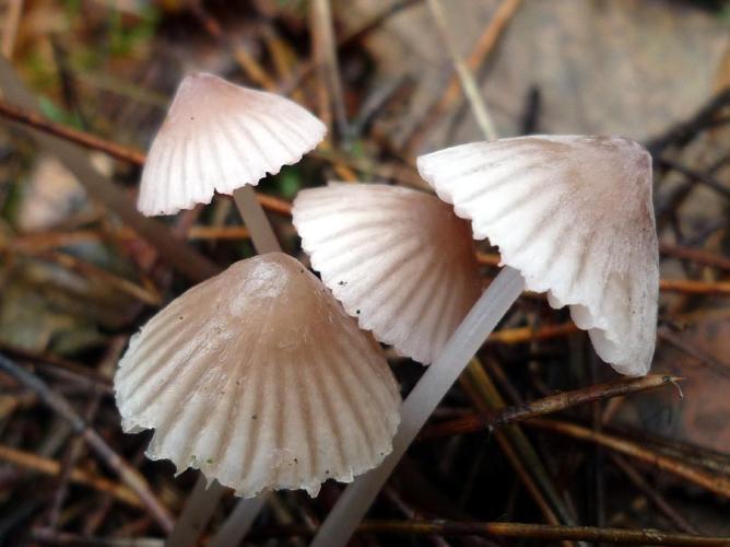 Mycena capillaripes © Abbaye de la Trappe