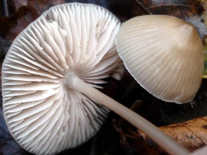 Mycène casquée (Mycena galericulata) © Abbaye de la Trappe