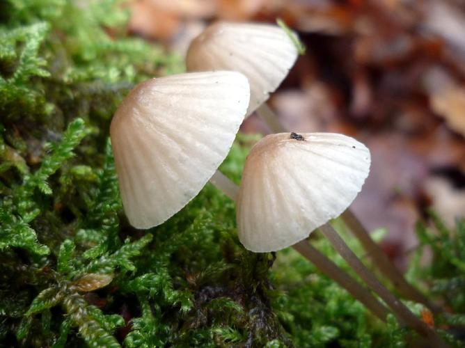 Mycène à pied laiteux (Mycena galopus) © Abbaye de la Trappe