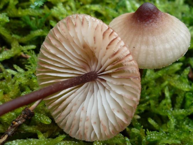 Mycena zephirus © Abbaye de la Trappe