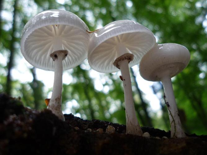 Mucidule visqueuse (Oudemansiella mucida) © Abbaye de la Trappe