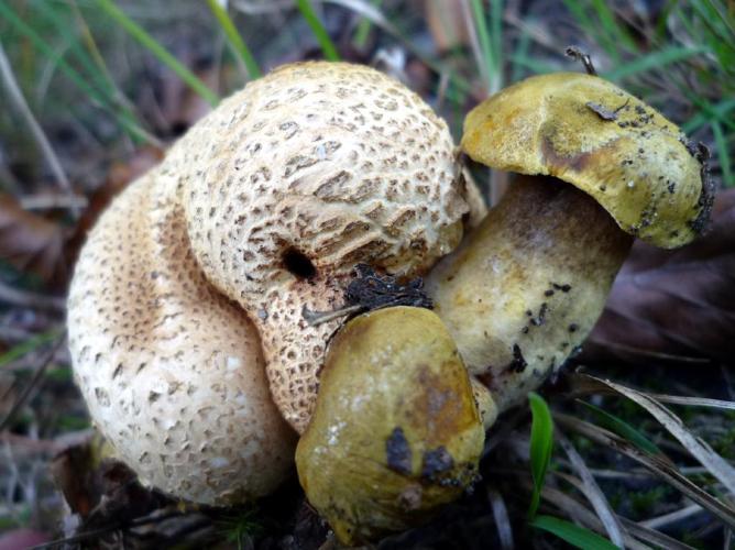 Bolet parasite (Pseudoboletus parasiticus) © Abbaye de la Trappe