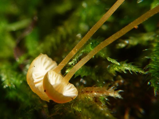 Rickenella fibula © Abbaye de la Trappe