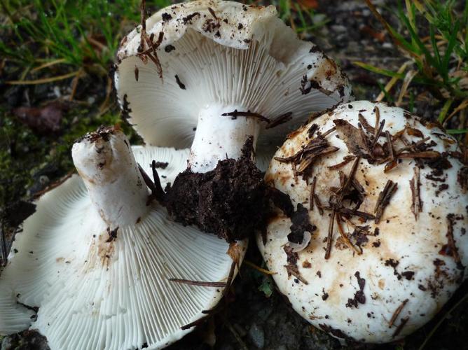 Russule à lames glauques (Russula chloroides) © Abbaye de la Trappe