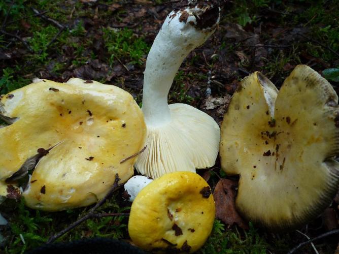 Russule jaune noircissante (Russula claroflava) © Abbaye de la Trappe