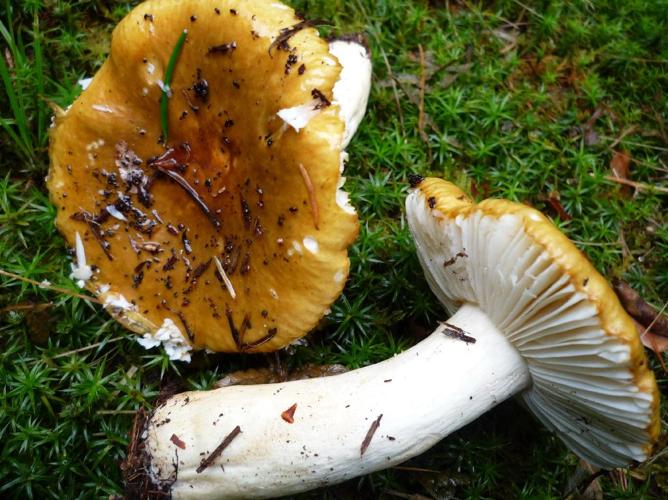 Russule ocre et blanche (Russula ochroleuca) © Abbaye de la Trappe