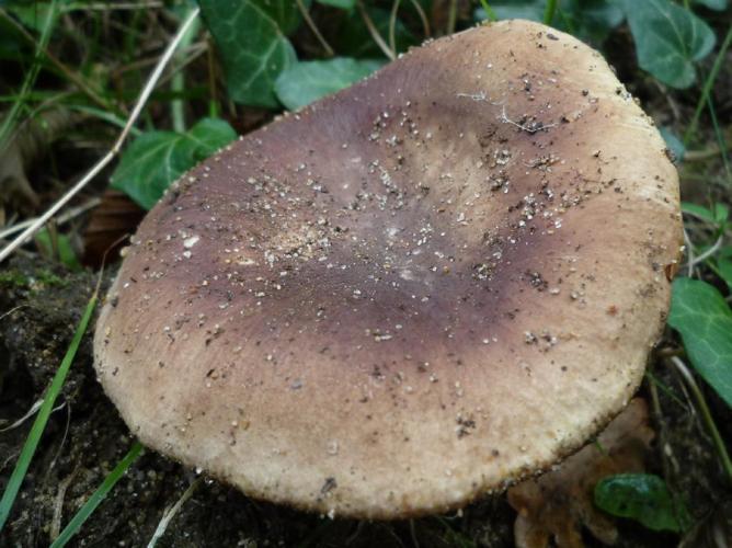 Russula heterophylla f. adusta © Abbaye de la Trappe