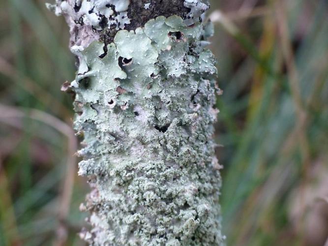 Punctelia reddenda &copy; Morvan Debroize