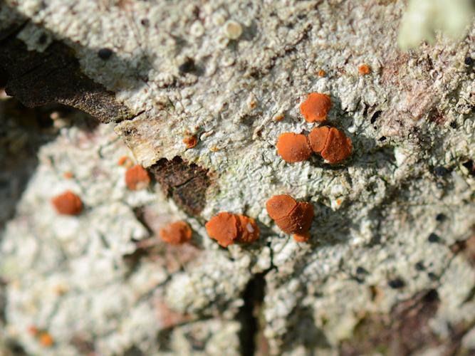 Blastenia ferruginea © Christina Bot