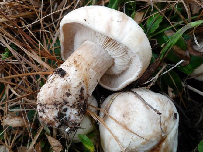 Tricholome de la Saint-Georges (Calocybe gambosa) © Abbaye de la Trappe