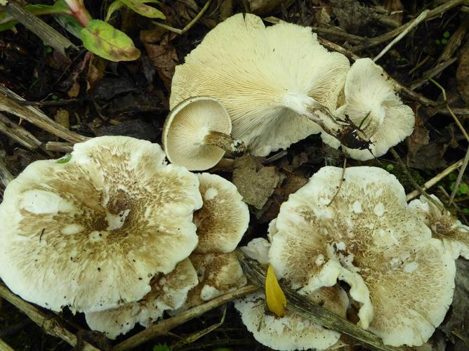 Lentin tigré (Lentinus tigrinus) © Abbaye de la Trappe