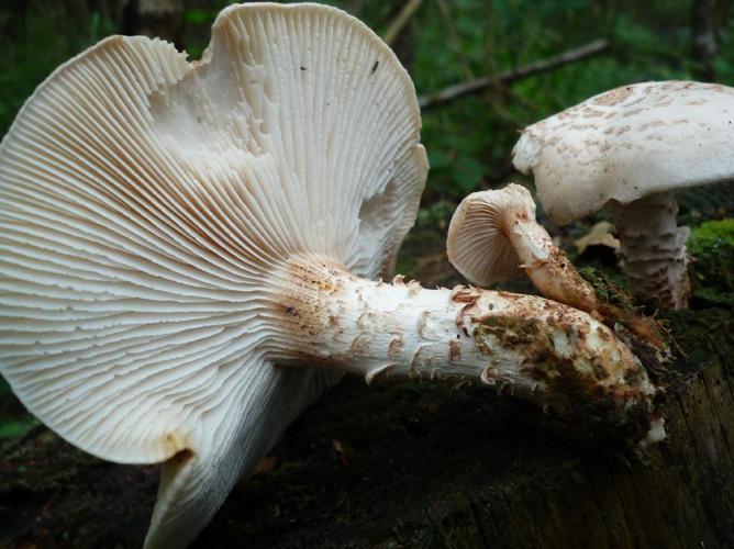 Neolentinus suffrutescens © Abbaye de la Trappe