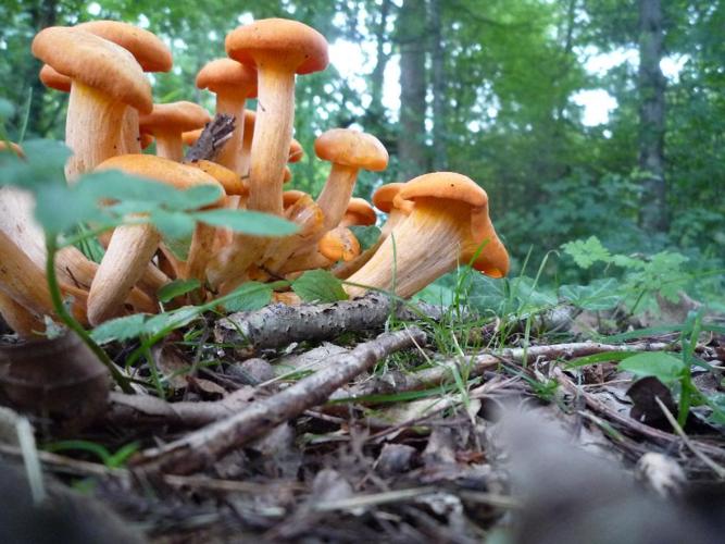 Pleurote de l'olivier (Omphalotus illudens) © Abbaye de la Trappe