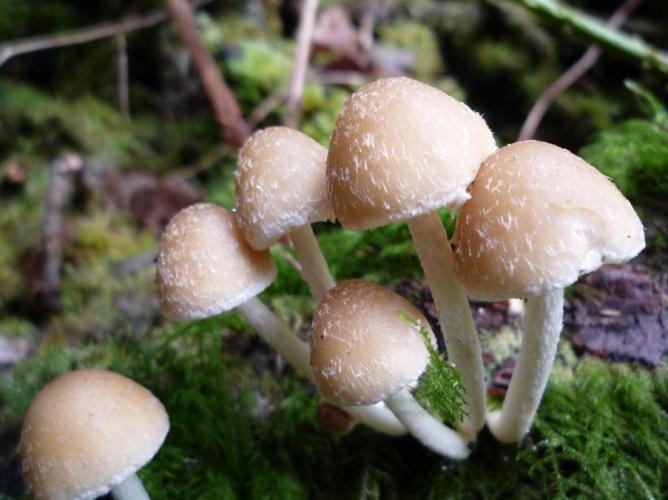 Hypholome de De Candolle (Psathyrella candolleana) © Abbaye de la Trappe