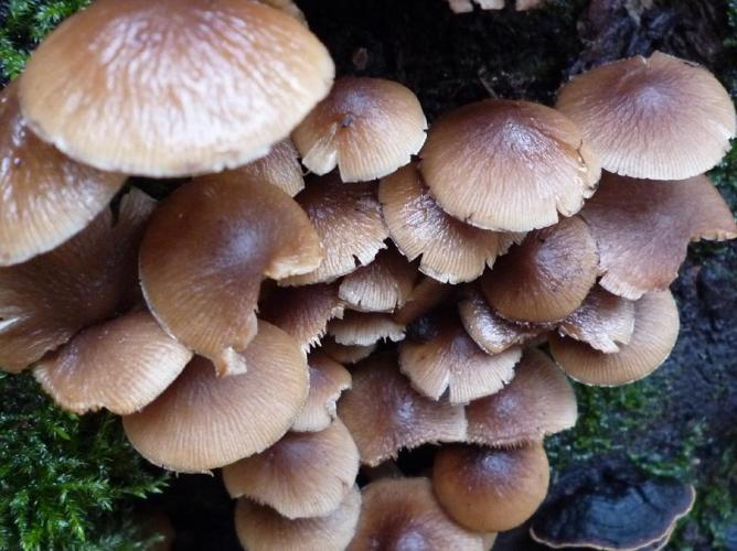 Psathyrella laevissima © Abbaye de la Trappe