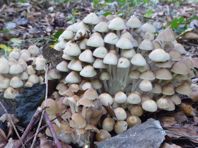 Psathyrella multipedata © Abbaye de la Trappe