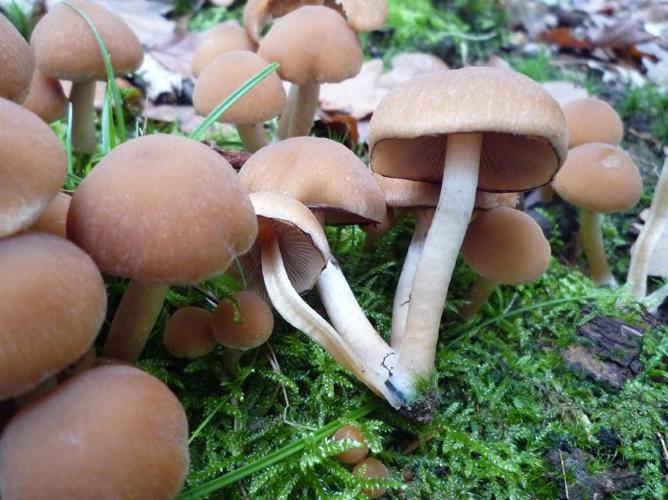 Hypholome hydrophile (Psathyrella piluliformis) © Abbaye de la Trappe