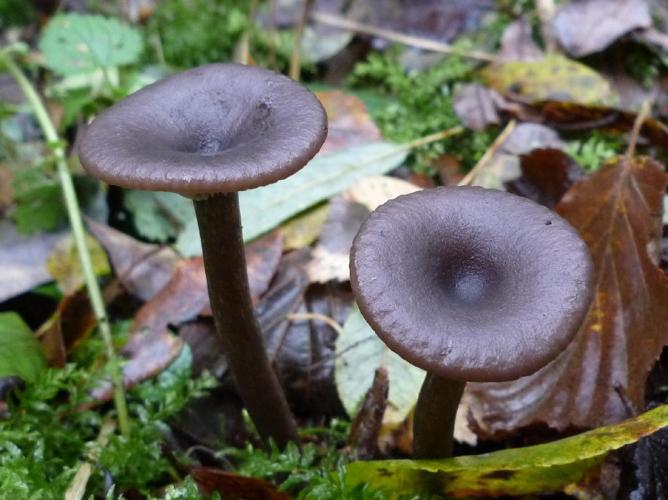 Clitocybe en coupe (Pseudoclitocybe cyathiformis) © Abbaye de la Trappe