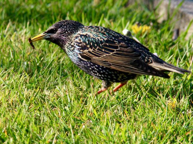 Étourneau sansonnet (Sturnus vulgaris) © Sylvain Paillard