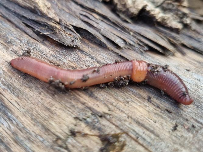 Lumbricus castaneus © Natasja Nachbar