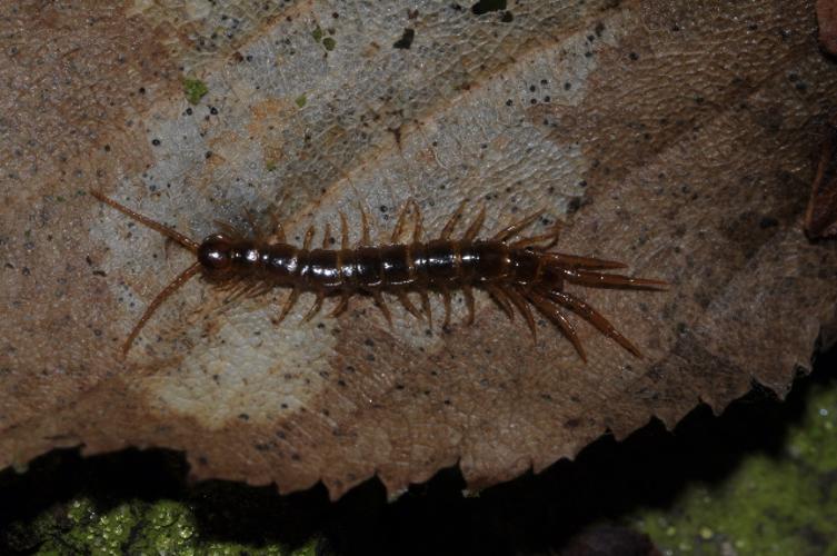 Lithobius crassipes © Joerg Spelda