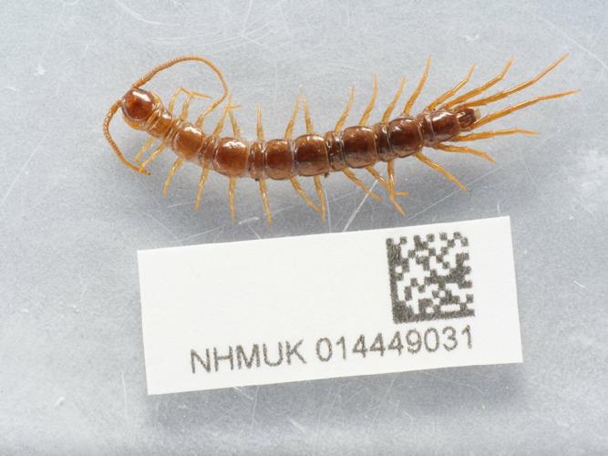 Lithobius piceus © Dr Greg D. Edgecombe, Dr Duncan Sivell