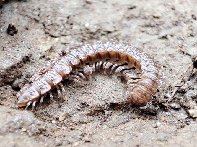 Polydesmus coriaceus © Carlos Pinheiro