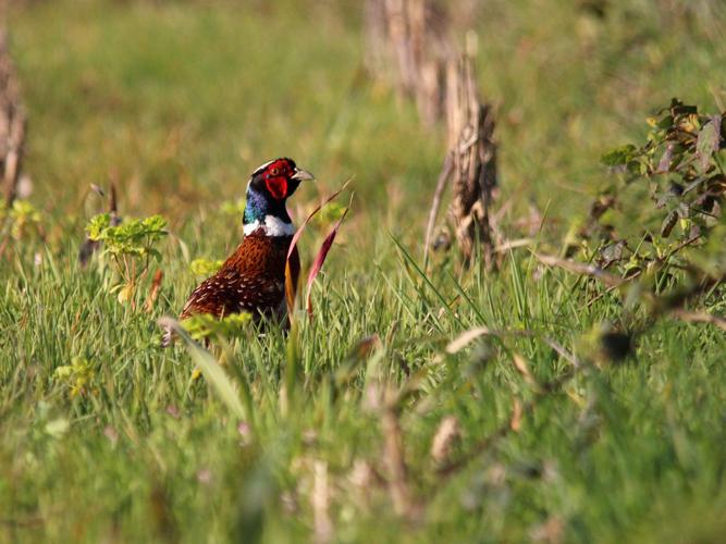 Faisan de Colchide (Phasianus colchicus), mâle © Sylvain Paillard