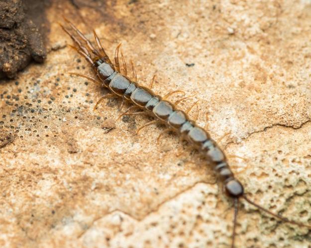 Lithobius calcaratus © Raphaël Grellety