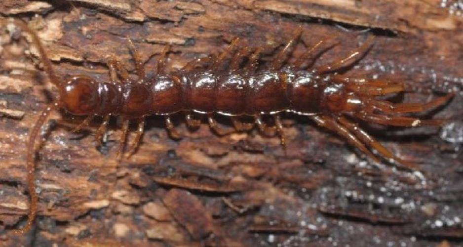 Lithobius macilentus © Joerg Spelda