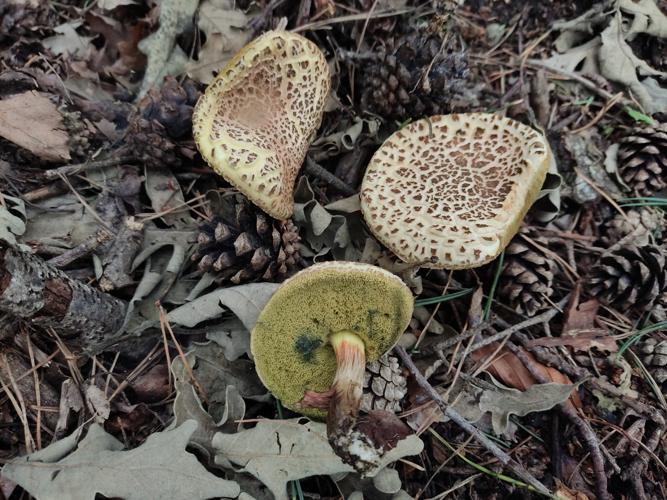 Bolet à chair jaune (Xerocomellus chrysenteron) © Víctor Huete Pelaez