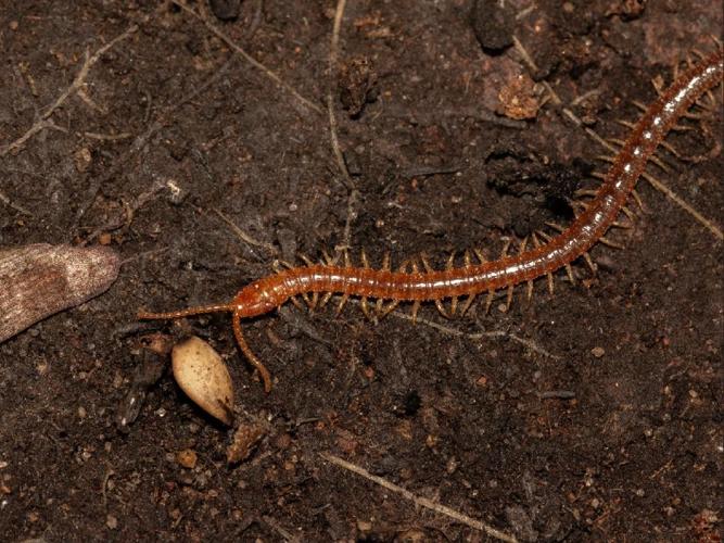 Strigamia crassipes © Shreyas Kuchibhotla