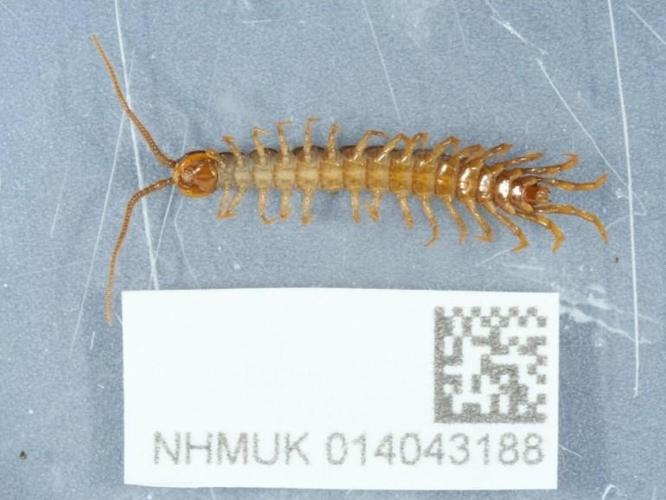 Lithobius muticus © Dr Greg D. Edgecombe, Dr Lauren E. Hughes