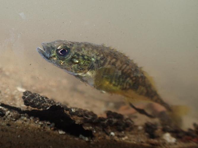 Épinochette (Pungitius laevis) © Julien Renoult