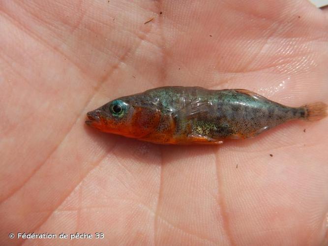 Épinoche à trois épines (Gasterosteus aculeatus) © Fédération de pêche 33