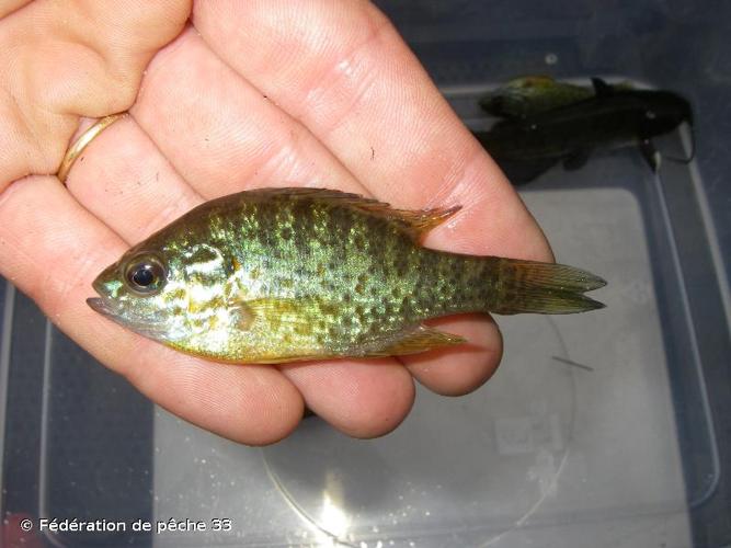 Perche-soleil (Lepomis gibbosus) © Fédération de pêche 33