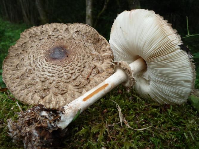 Lépiote déguenillée (Chlorophyllum rhacodes) © Abbaye de la Trappe