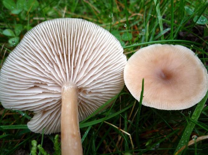 Clitocybe anisé strié (Clitocybe fragrans) © Abbaye de la Trappe