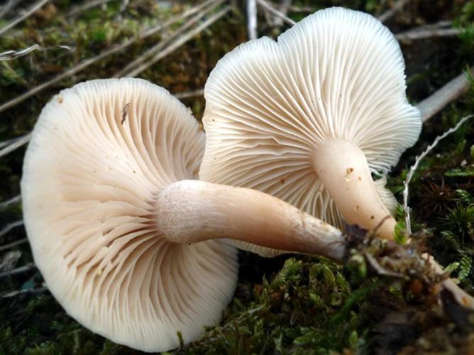 Clitocybe leucodiatreta © Abbaye de la Trappe