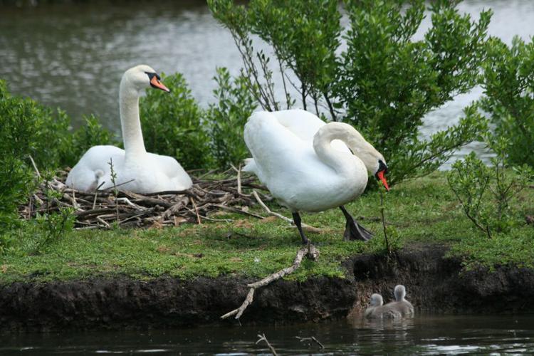 Cygne tuberculé (Cygnus olor) - famille © Rémi Jardin