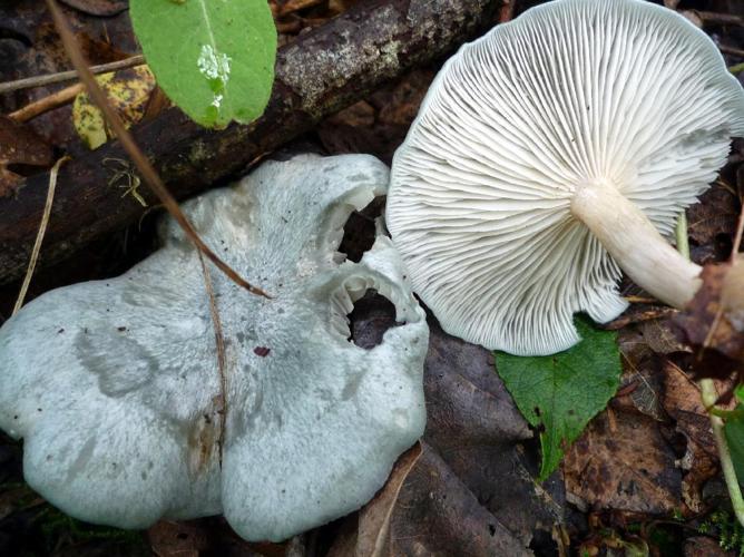 Clitocybe odorant (Clitocybe odora) © Abbaye de la Trappe