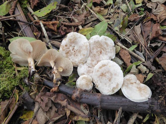 Clitocybe des feuilles (Clitocybe phyllophila) © Abbaye de la Trappe