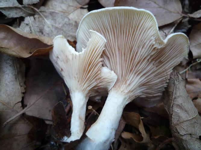 Meunier (Clitopilus prunulus) © Abbaye de la Trappe